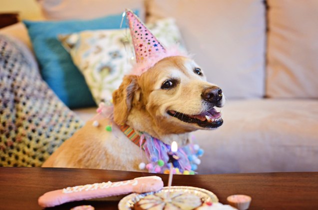 survey says pet parents celebrate their pets more than ever