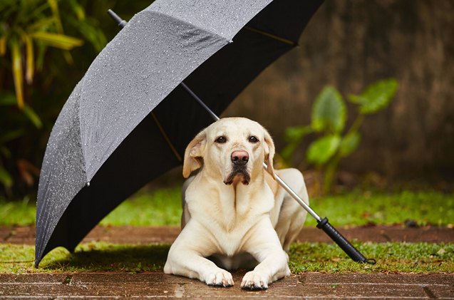 5 tips to prepping your pet for tornado season