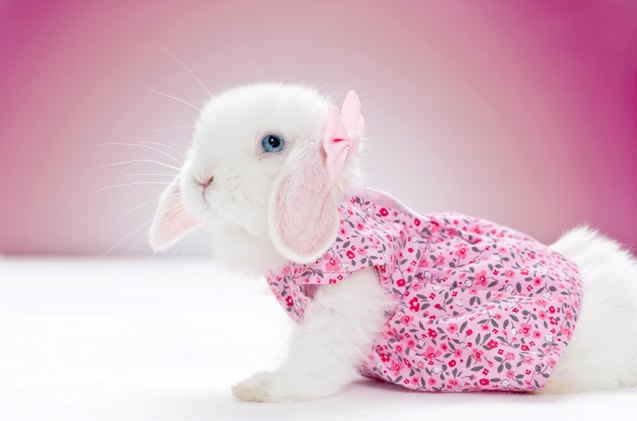 top hoppin pet fashion for rabbits