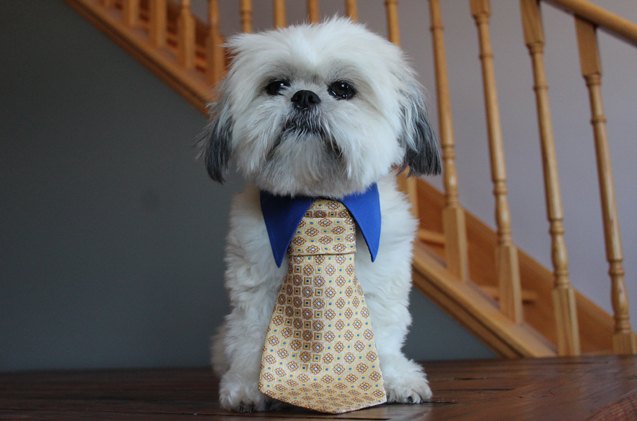 diy dog collar and tie set