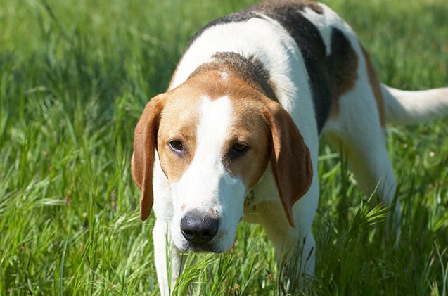 russian harlequin hound