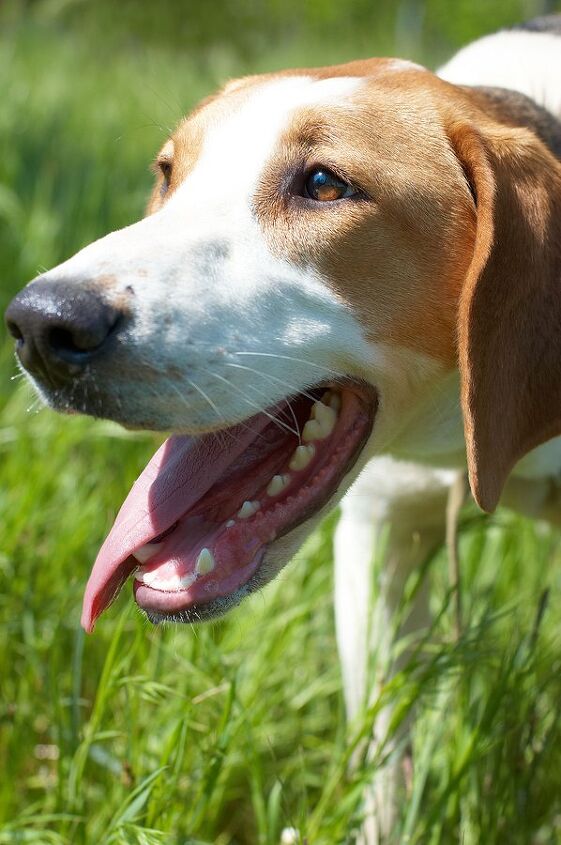 russian harlequin hound