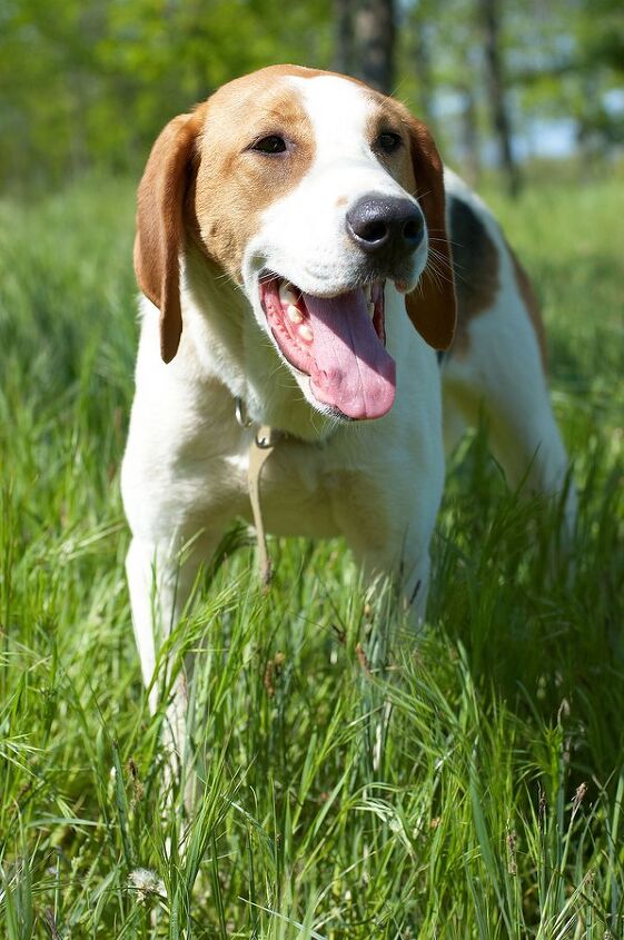 russian harlequin hound