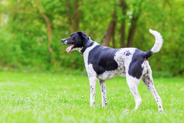 lab pointer