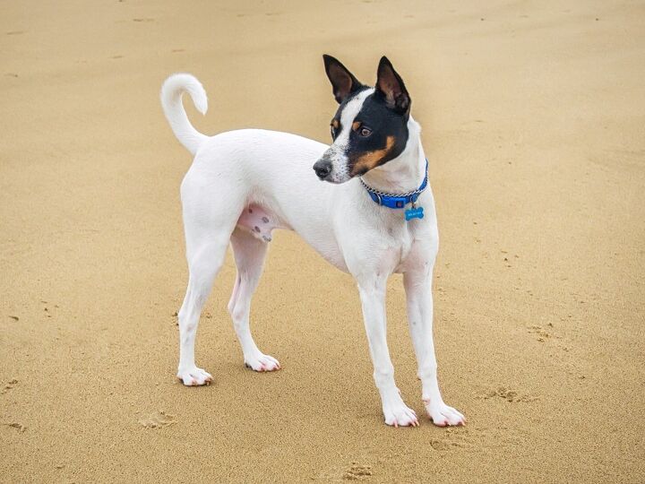 tenterfield terrier