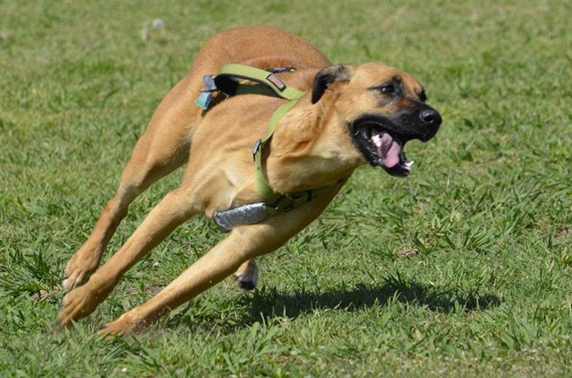 rhodesian labrador