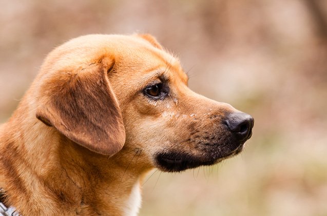 rhodesian labrador