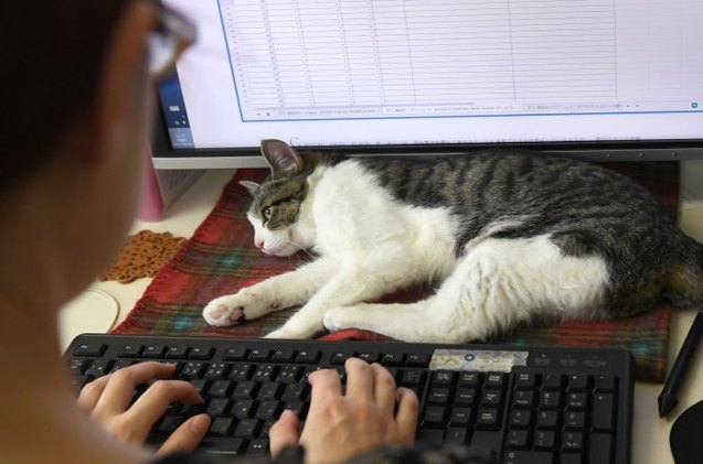 cats run japanese it offices like the bosses they are