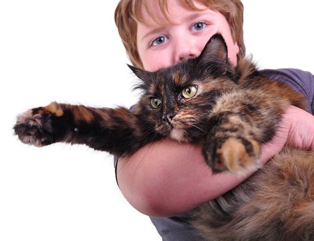 top 10 cats who need a hug