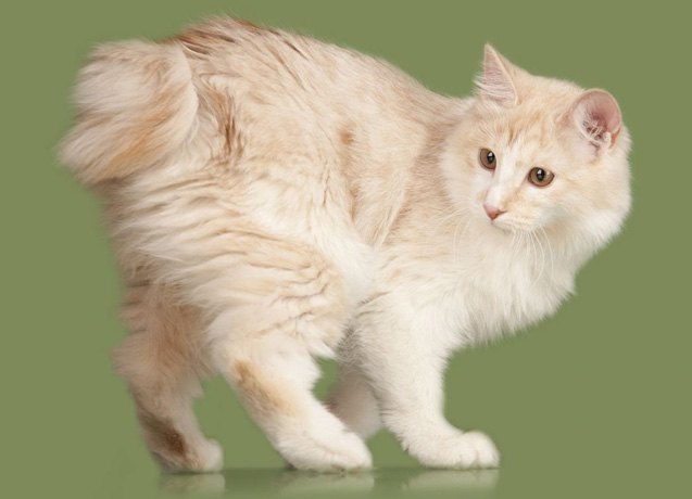 karelian bobtail