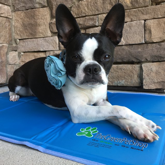 product review the green pet shop cool pet pad