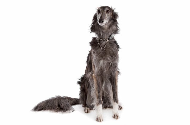 silken windhound