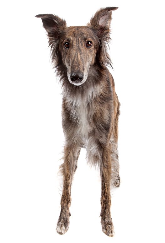 silken windhound