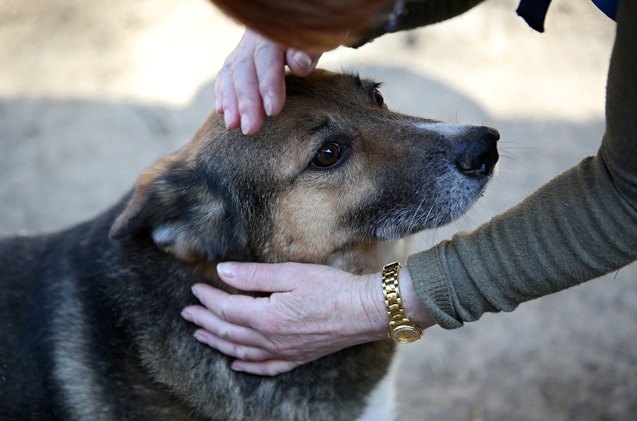 how to make time for volunteering with animals in need