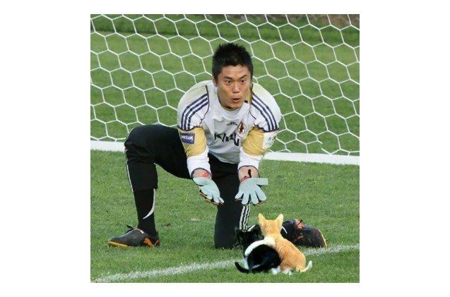 cats photoshopped in soccer pictures score all the goals