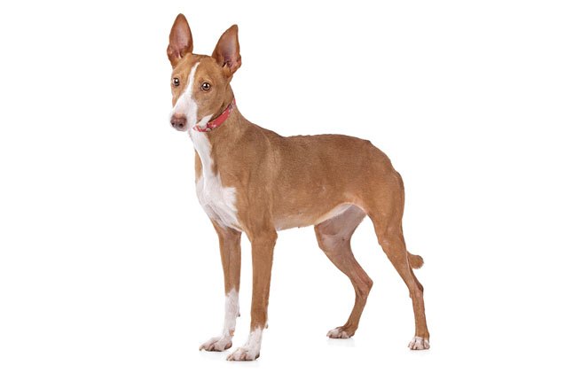 podenco canario