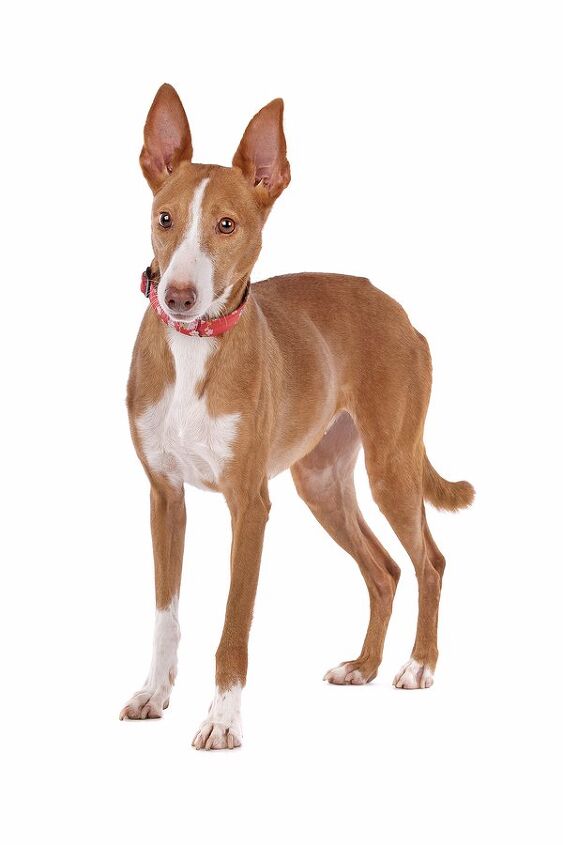 podenco canario