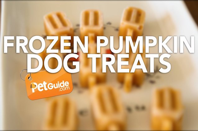 check out our frozen pumpkin bone ah pettreat recipe