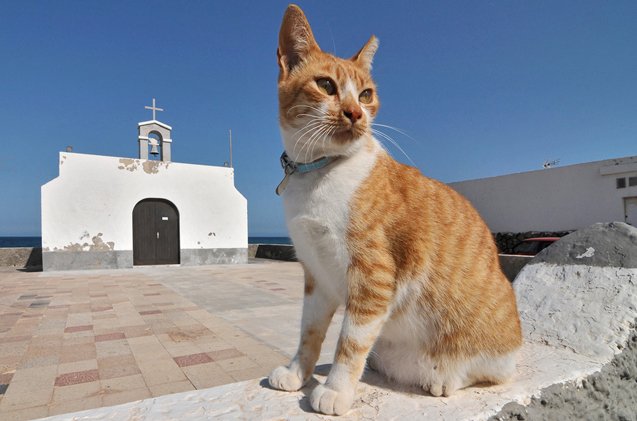 aegean cat