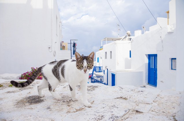 aegean cat