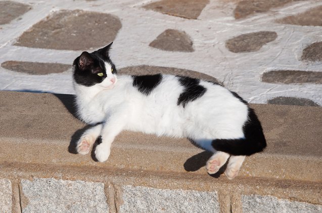 aegean cat