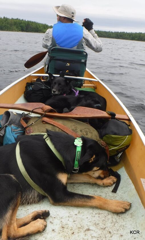 what i did this summer canine canoe adventure in nova scotia part 1