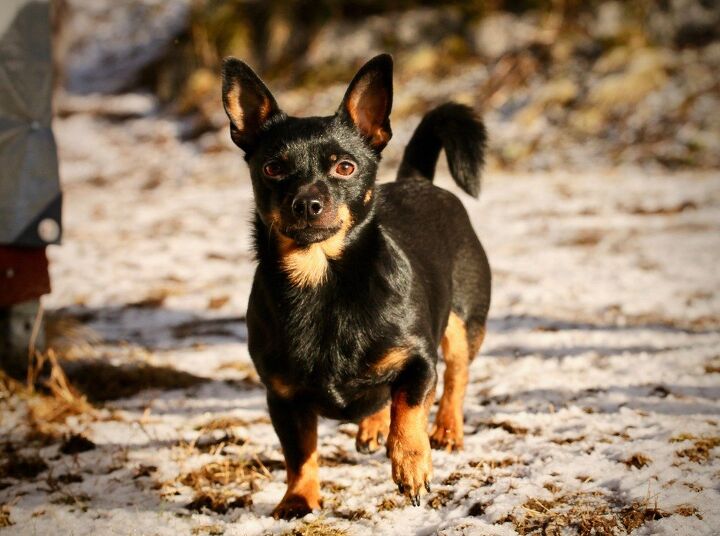 lancashire heeler