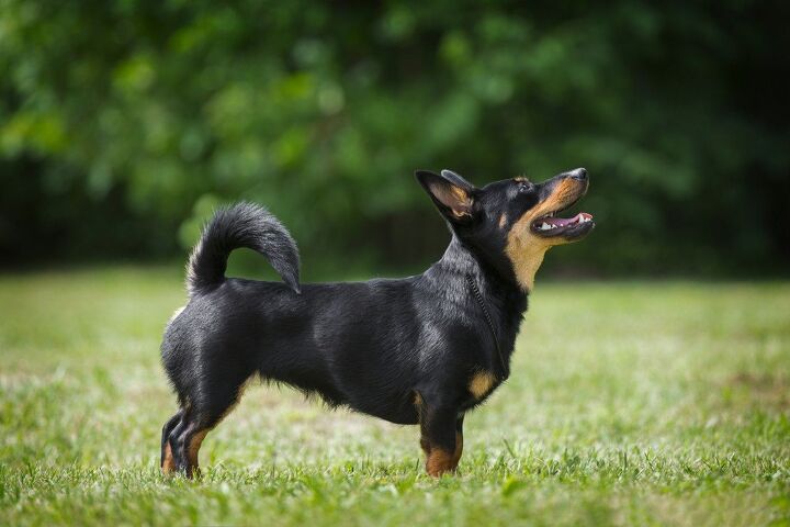 lancashire heeler