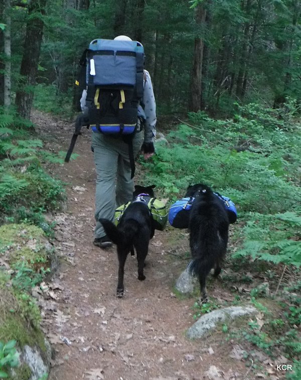 what i did this summer canine canoe adventure in nova scotia part 2