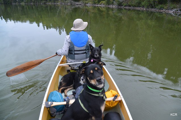 what i did this summer canine canoe adventure in nova scotia part 3