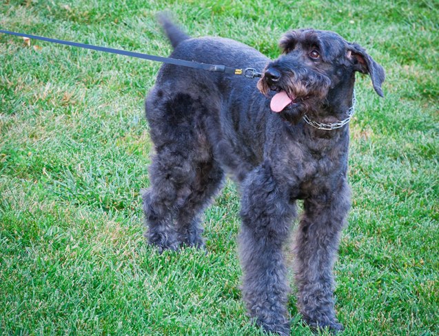 giant schnoodle