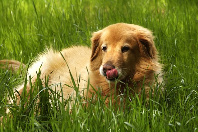 mini golden retriever