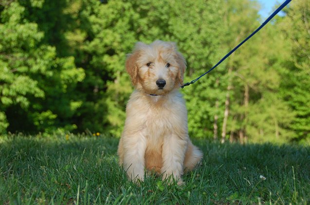 petite goldendoodle