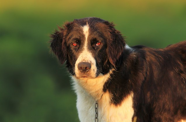 bukovina sheepdog