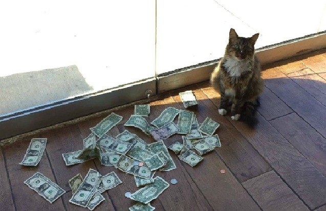 tulsa cat brings in cash for local homeless