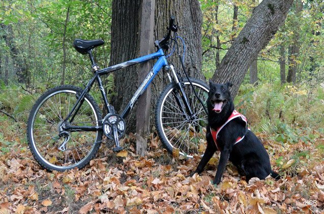 5 fundamental training tips for sport dogs this fall