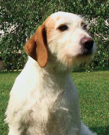 istrian coarse haired hound