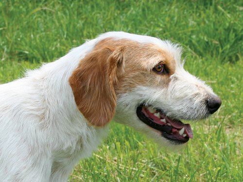 istrian coarse haired hound