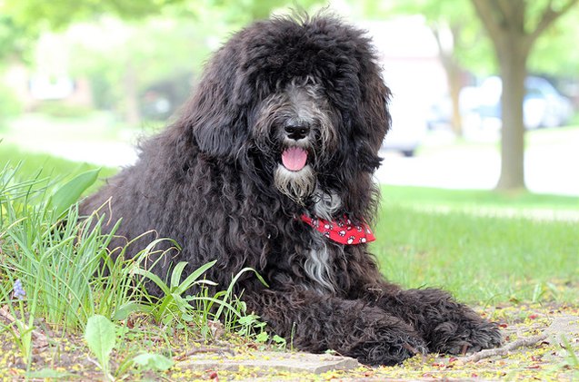 sheepadoodle