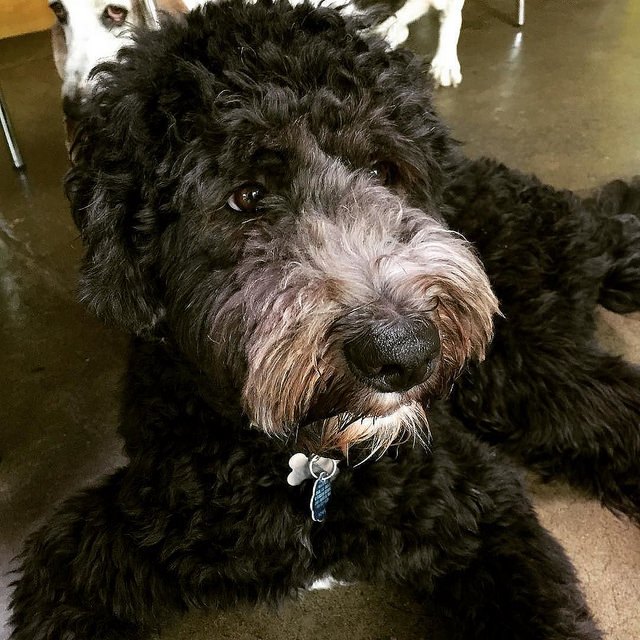 sheepadoodle