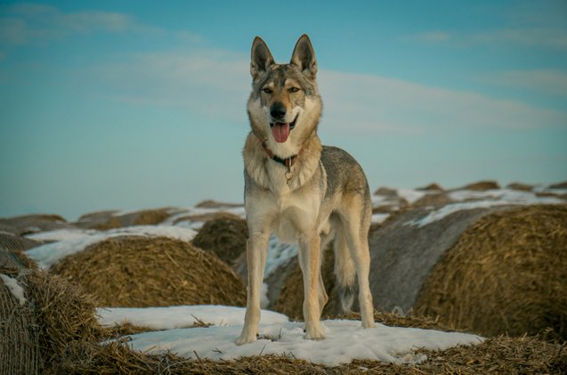 czechoslovakian wolfdog