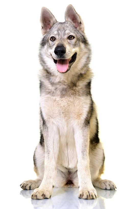 czechoslovakian wolfdog