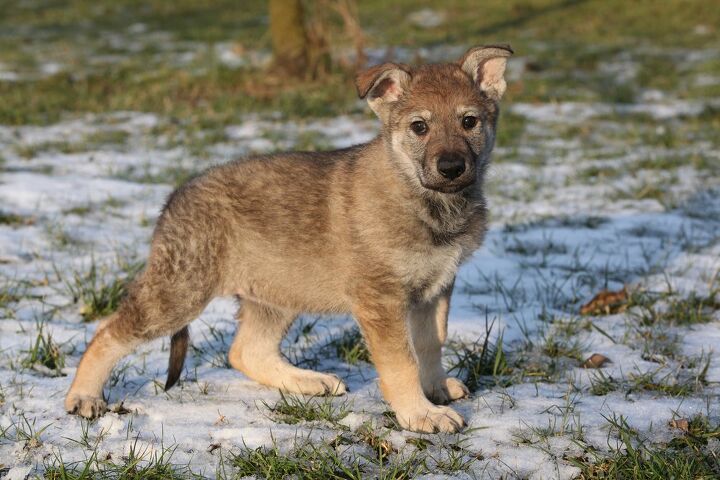 czechoslovakian wolfdog