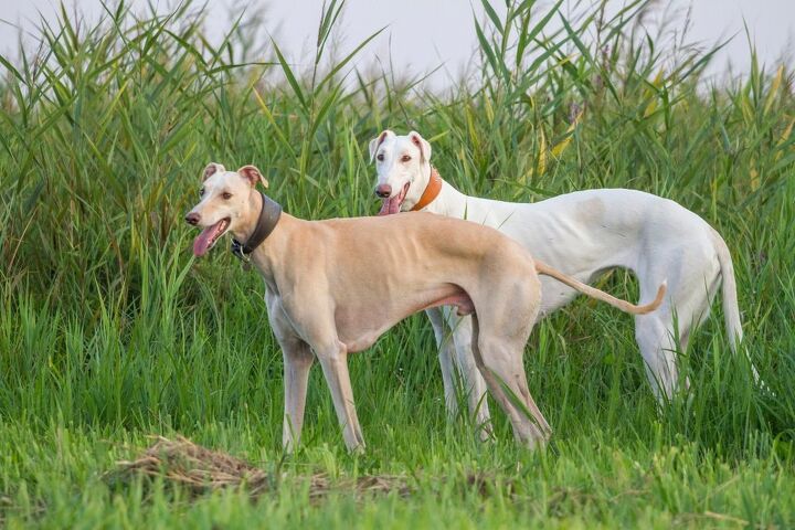 polish greyhound