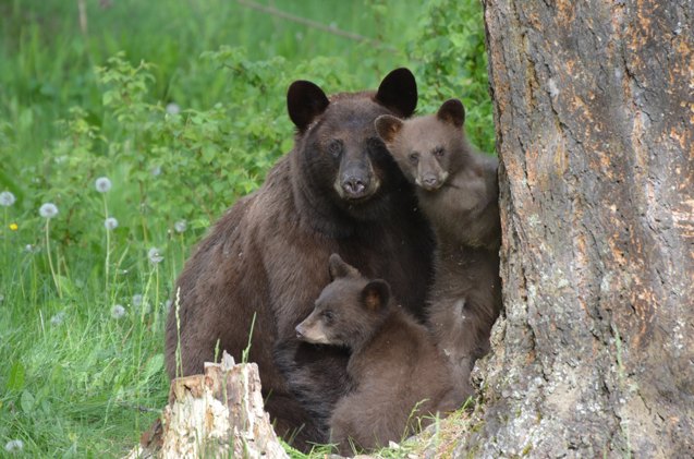 how to take bear care when hiking with your dog