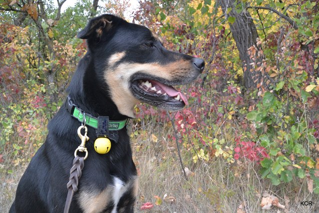 how to take bear care when hiking with your dog