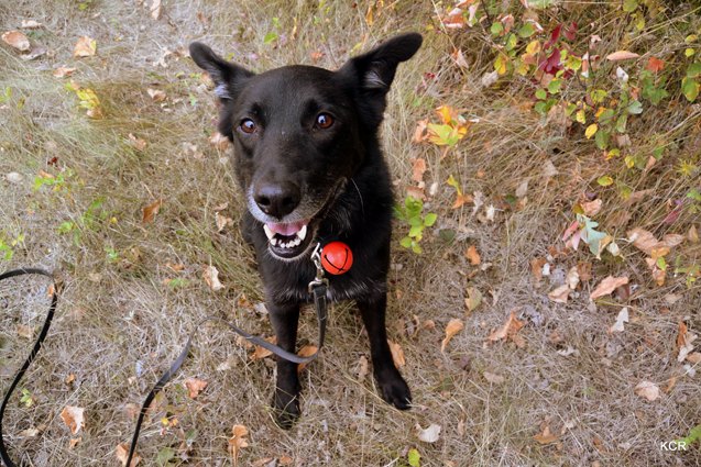 how to take bear care when hiking with your dog