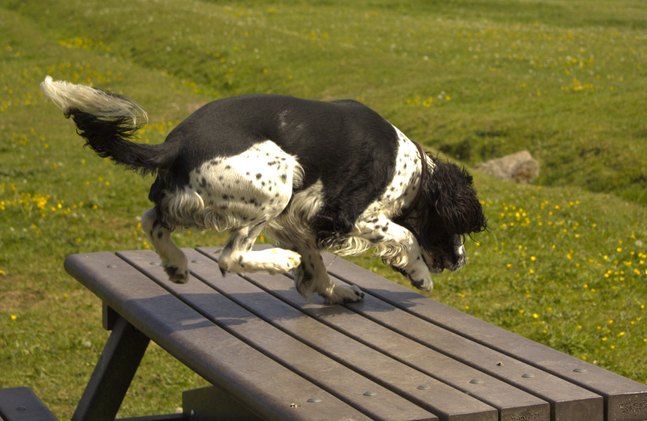 rev up your ho hum walks with dog parkour