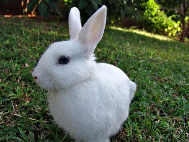 white vienna rabbit