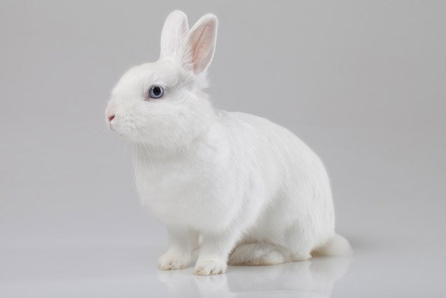 white vienna rabbit